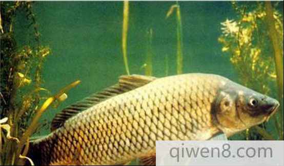鏡子魚