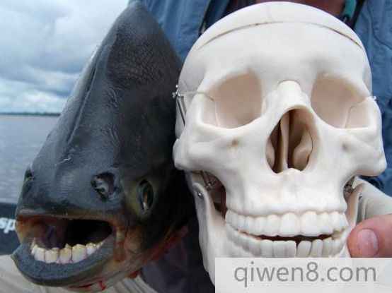 人齒魚