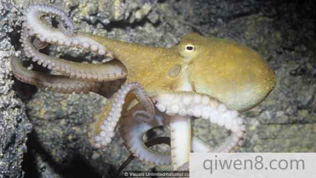 加州雙斑蛸(學名：Octopus bimaculoides)