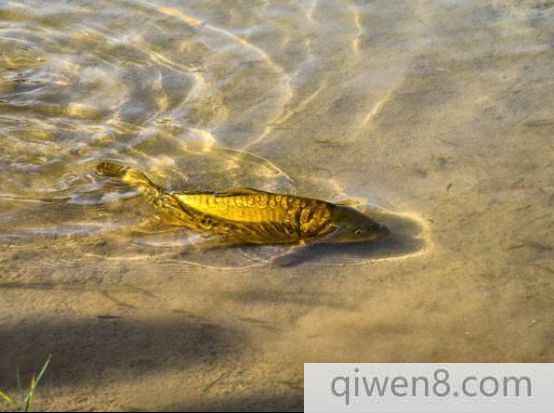 鏡子魚