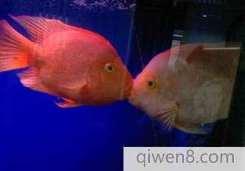 接吻魚