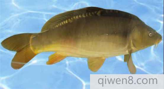 鏡子魚