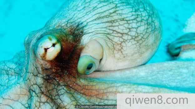 真蛸(學名：Octopus vulgaris)又被稱為普通章魚