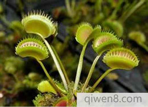 吃人植物