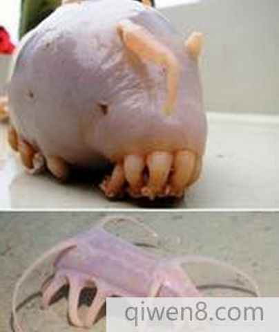 人齒魚