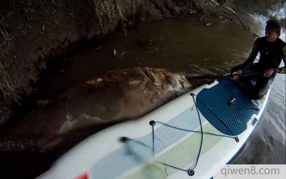巨型吞拿魚橫尸英吉利海峽 長達2米壯如牛