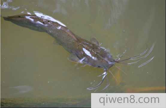 鏡子魚