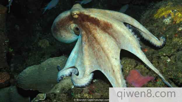 一只移動中的真蛸(學名：Octopus vulgaris)，該物種即通常所說的普通章魚