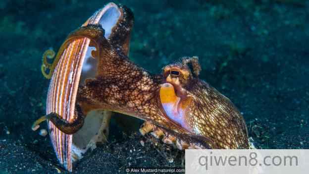 一只正在舉起貝殼的條紋蛸(學名：Amphioctopus marginatus)