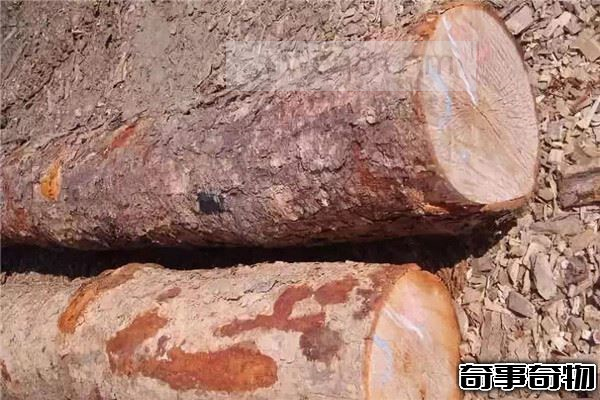 白堅木和鐵樺樹誰最硬 白堅木和鐵樺樹的硬度分別多少
