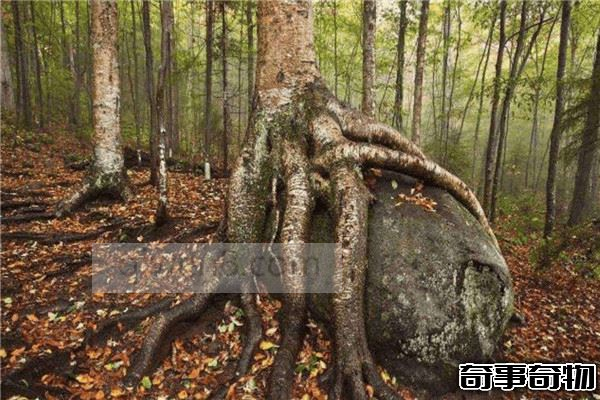 白堅木和鐵樺樹誰最硬 白堅木和鐵樺樹的硬度分別多少