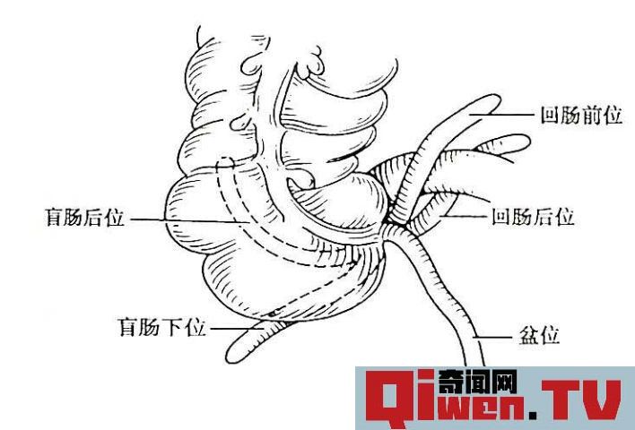 人類進化失敗的9大器官 人體最沒用的器官揭秘 第八個亮了