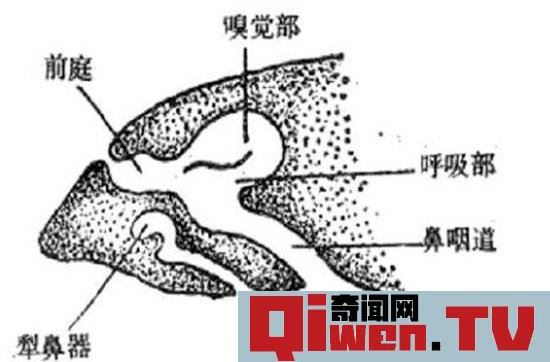 人類進化失敗的9大器官 人體最沒用的器官揭秘 第八個亮了