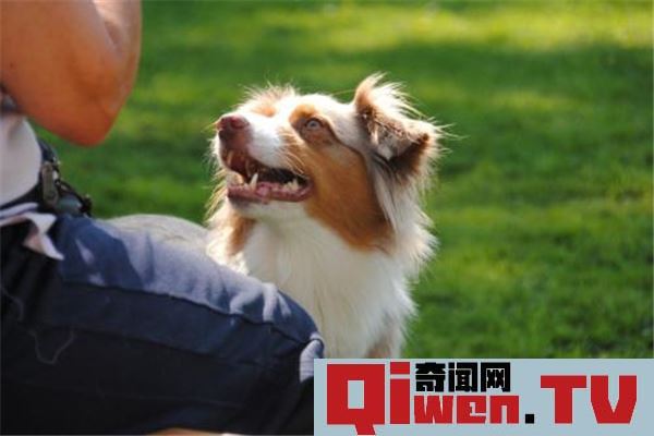 動物眼中的人類可怕嗎 動物眼中的人類不亞于外星人