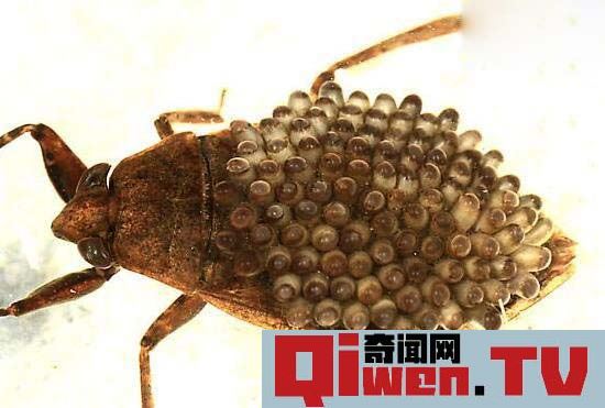 田鱉背上是什么 水中霸王田鱉唾液能夠讓肌肉液化是最恐怖昆蟲