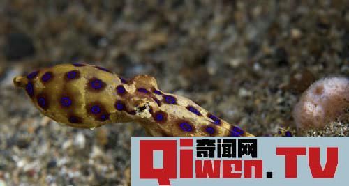 動物界十大致命毒物 遇到趕緊遠離