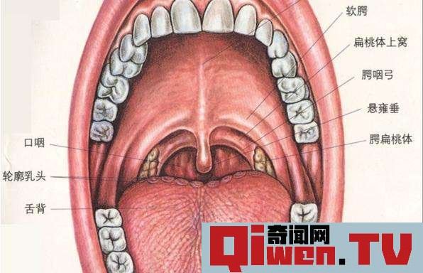 人類進化失敗的9大器官 人體最沒用的器官揭秘 第八個亮了