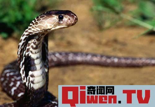 動物界十大致命毒物 遇到趕緊遠離
