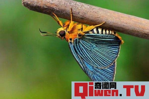 觸角為什么能聞到氣味 觸角上有4000個嗅覺器 等同鼻子