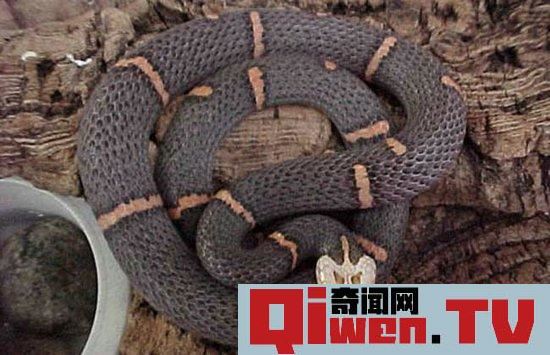 動物界十大致命毒物 遇到趕緊遠離