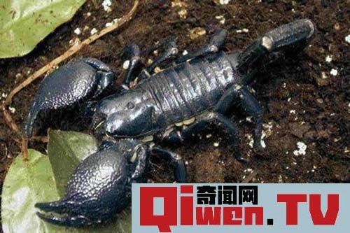 動物界十大致命毒物 遇到趕緊遠離
