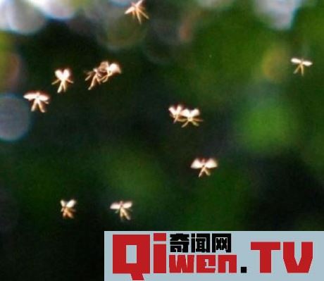 圖 真的有人拍到了小精靈 鑒定專家稱是真的 自帶光環