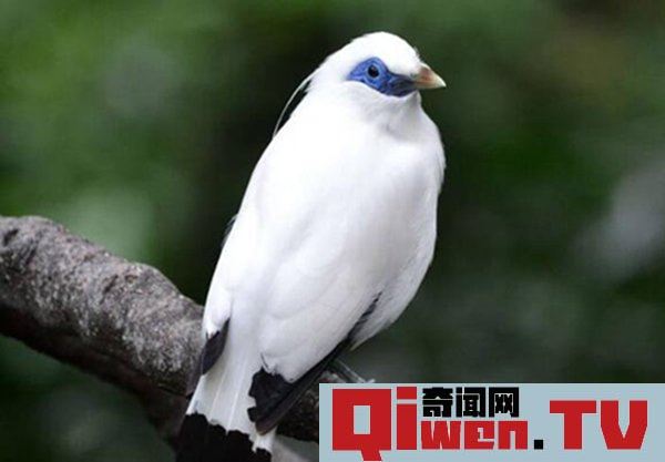 盤點養八哥鳥幾大的忌諱 養八哥會旺風水嗎