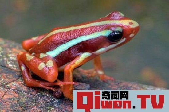 動物界十大致命毒物 遇到趕緊遠離