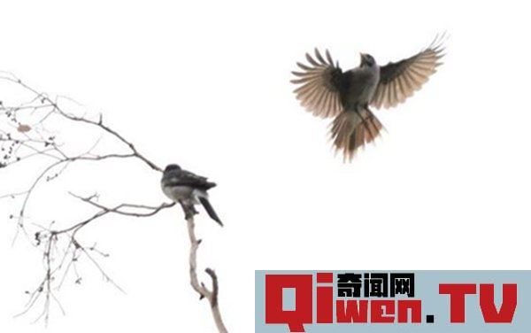 盤點養八哥鳥幾大的忌諱 養八哥會旺風水嗎
