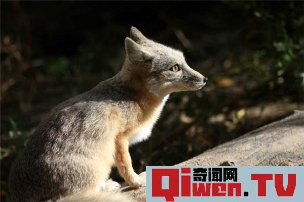 動物眼中的人類可怕嗎 動物眼中的人類不亞于外星人