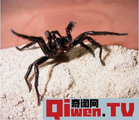 動物界十大致命毒物 遇到趕緊遠離