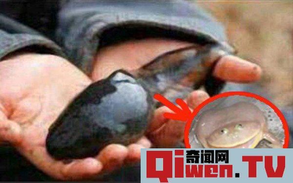 不合理蛙怎么生蝌蚪 不合理蛙是真的嗎 可以返老還童