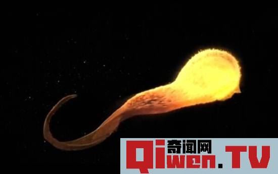 黑洞照片 關于黑洞的秘密 人類祖先見過黑洞