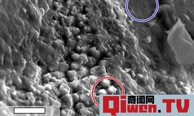 科學家將用顯微鏡在火星上尋找生命樣本