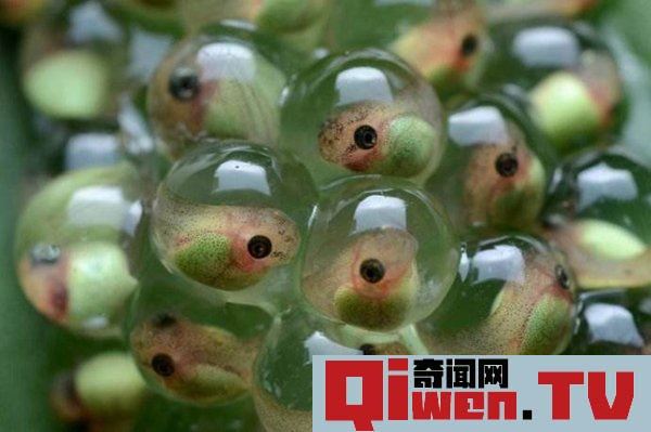 不合理蛙怎么生蝌蚪 不合理蛙是真的嗎 可以返老還童