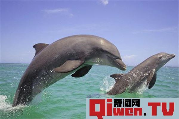 為什么海豚不怕鯊魚 海豚不怕鯊魚原因是什么