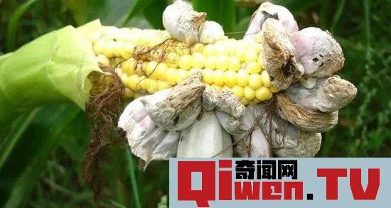 各國不忍直視的暗黑料理 看得讓人尖叫