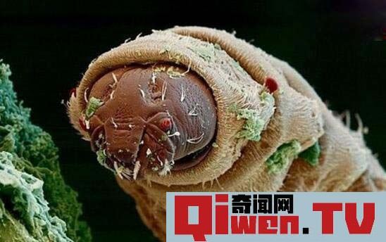 田鱉背上是什么 水中霸王田鱉唾液能夠讓肌肉液化是最恐怖昆蟲