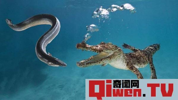 電鰻有天敵嗎 電鰻是否可以電死人 300-800伏電量