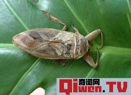 田鱉背上是什么 水中霸王田鱉唾液能夠讓肌肉液化是最恐怖昆蟲