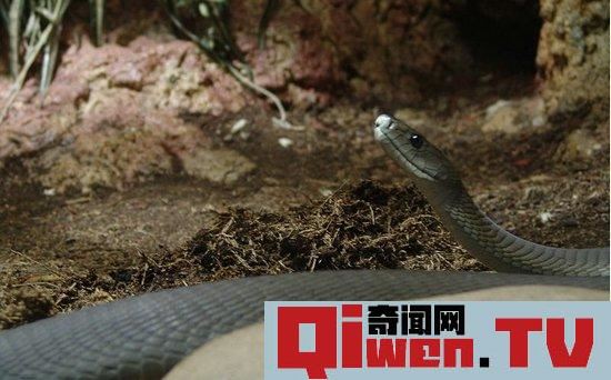 動物界十大致命毒物 遇到趕緊遠離