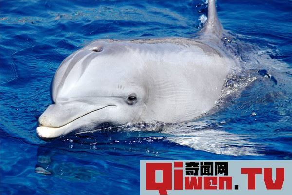 為什么海豚不怕鯊魚 海豚不怕鯊魚原因是什么