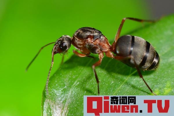 觸角為什么能聞到氣味 觸角上有4000個嗅覺器 等同鼻子