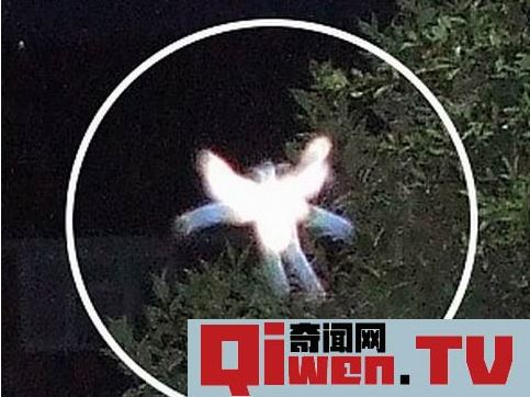 圖 真的有人拍到了小精靈 鑒定專家稱是真的 自帶光環