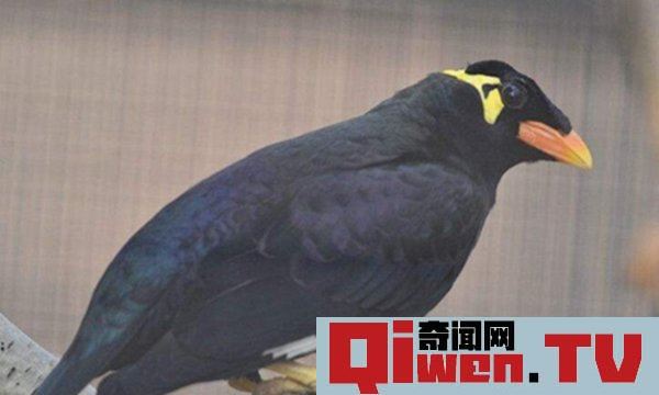 盤點養八哥鳥幾大的忌諱 養八哥會旺風水嗎