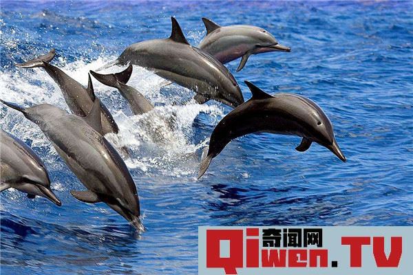 為什么海豚不怕鯊魚 海豚不怕鯊魚原因是什么