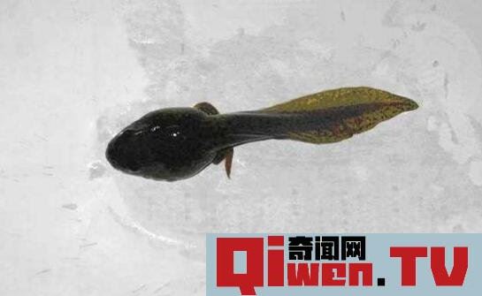 世界上蝌蚪最大的蛙類 不合理蛙 蝌蚪25厘米 成體7厘米