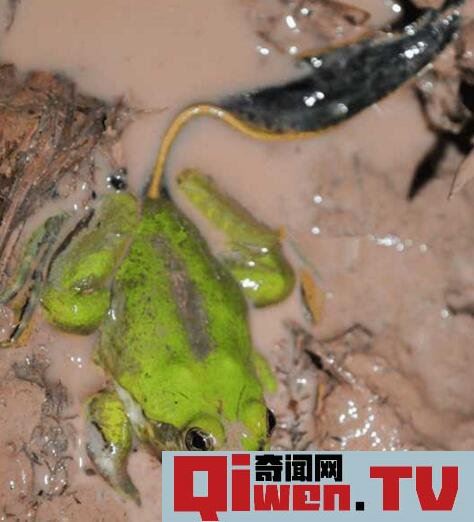 世界上蝌蚪最大的蛙類 不合理蛙 蝌蚪25厘米 成體7厘米