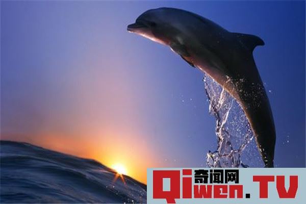 世界上性欲最強的動物是什么 海豚性欲為什么那么強