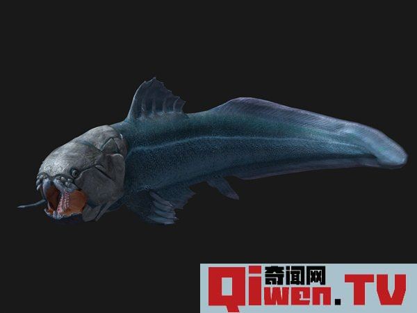 史前海洋十大霸主 旋齒鯊超強咬合力海洋中稱霸